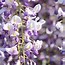 Image result for Wisteria