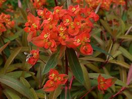 Image result for Euphorbia griffithii Dixter