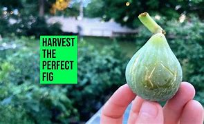 Image result for Atler Fig First and Second Crop