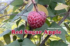 Image result for Red Sugar Apple Art