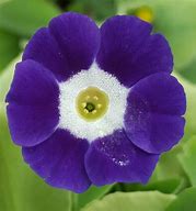 Image result for Primula auricula Blue Nile