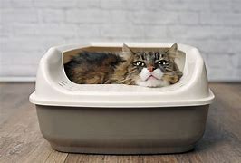 Image result for Cat Using Litter Box
