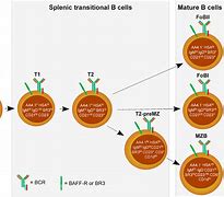 Image result for B-cell Receptor