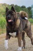 Image result for Giant Akita Dog