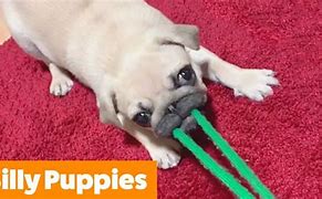 Image result for YouTube Funny Puppies
