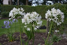 Agapanthus White Heaven (Funnel-Group) に対する画像結果
