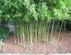 Image result for Phyllostachys aurea 