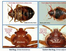 Image result for Difference Between Bed Bugs and Bat Bugs