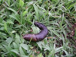 Image result for What Does Opossum Poop Look Like