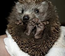 Image result for Hedgehog Feet