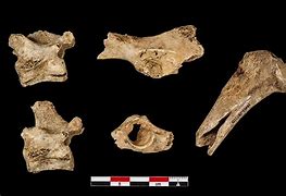 Image result for Bobcat Pelvic Bone