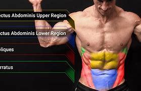 Image result for Oblique Abdominus Muscle