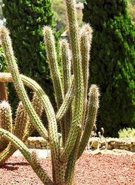 Image result for cleistocactus