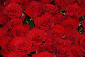 Image result for Light Red Roses