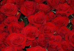 Image result for Red Rose iPhone Wallpaper