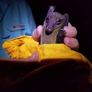 Image result for Nectar Bat