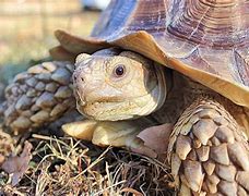 Image result for Sulcada Tortoise