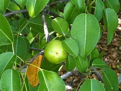 Image result for Manchineel Tree Toxic