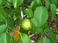 Image result for Fruits of a Poisonous Tree
