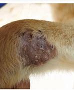 Image result for Dog Papilloma Treatment