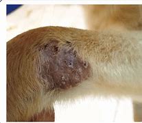 Image result for Papilloma in Animals