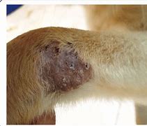 Image result for Canine Viral Papilloma