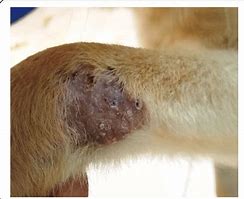 Image result for Papilloma Virus in Dogs