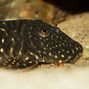 Image result for chaetostoma
