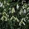 Image result for Galanthus Wifi Green Stuff