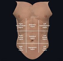 Image result for Abdominal Anatomy Labeled
