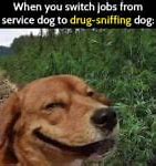 Image result for Funny Dog Memes