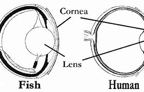 Image result for Fish Eye Focus