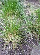 Image result for Sesleria albicans