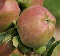Image result for Pippin Apple Varieties