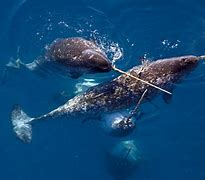 Image result for Narwhal Unicorn of the Sea