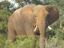 Image result for Kenya Animals List