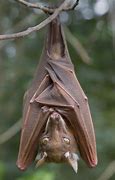 Image result for Epauleted Fruit Bats