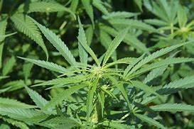 Image result for Cannabis Sativa Flower
