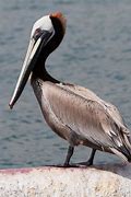 Image result for Pelican Furless