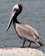 Image result for Spanish Pelican