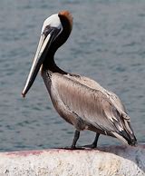 Image result for Pelican 8' Kayak