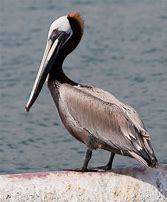 Image result for Pelican Bandit
