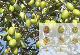 Image result for Manzanilla Tree