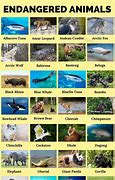 Image result for 10 Endangered Animals in the World