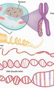 Image result for DNA and Gene Expression
