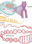 Image result for DNA Genes and Chromosomes