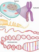 Image result for DNA Genes and Chromosomes Diagram