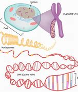 Image result for Cell Related Diagram