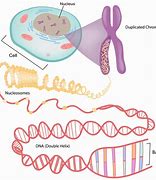 Image result for DNA and Genes Chapter 11