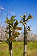 Image result for Bud Grafting Cherry Trees On to the Trunk